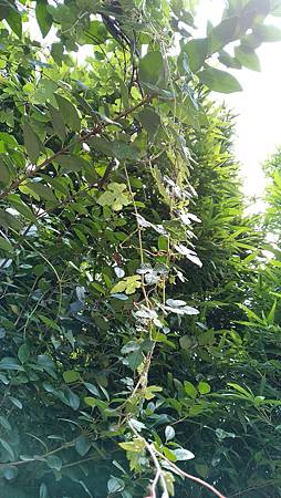 IMG_20190829_115757 IMG_20190829_115757