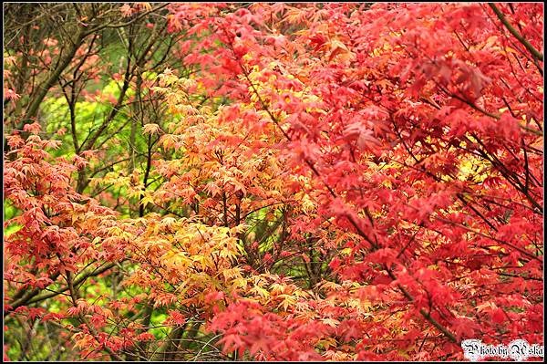 DSC_3629 DSC_3629