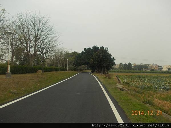 2015021410筆直的道路與綠蔭一