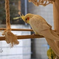 鳥10.JPG