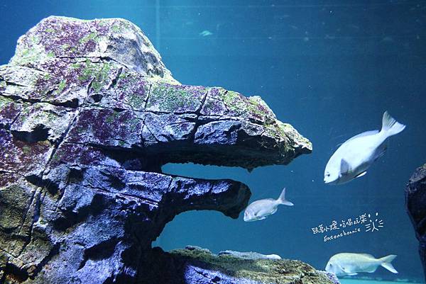 日本旅行 秋田 男鹿水族館 幫北極熊豪太慶生囉 Eateatbonnie 跟著水豚小璦吃喝玩樂 痞客邦