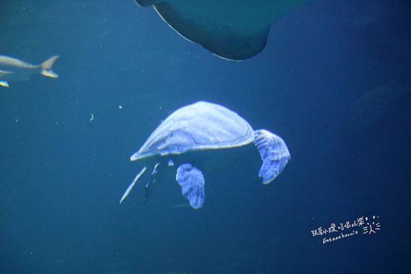 日本旅行 秋田 男鹿水族館 幫北極熊豪太慶生囉 Eateatbonnie 跟著水豚小璦吃喝玩樂 痞客邦