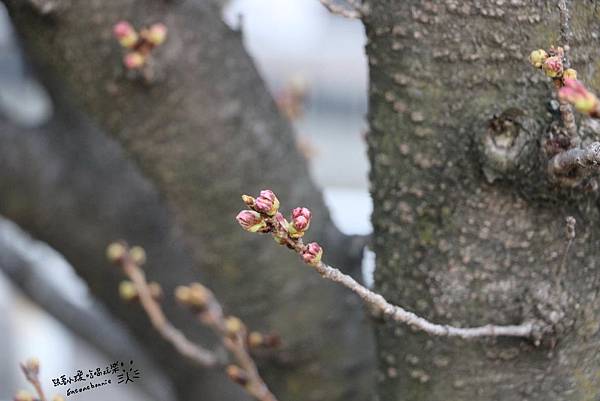 神戶櫻花04.JPG