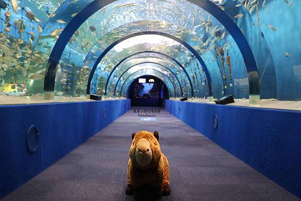 水族館08.JPG