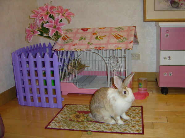 美麗的兔窩 Beautiful rabbit house