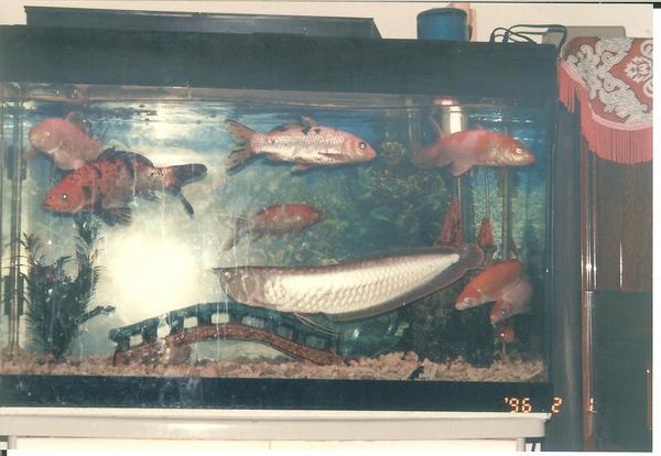 My aquarium since 4 years old till 20 years old  我的水族箱