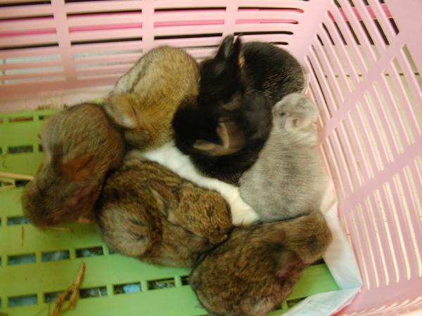 我撿貝貝回來三天後，竟給我生了八隻兔崽子