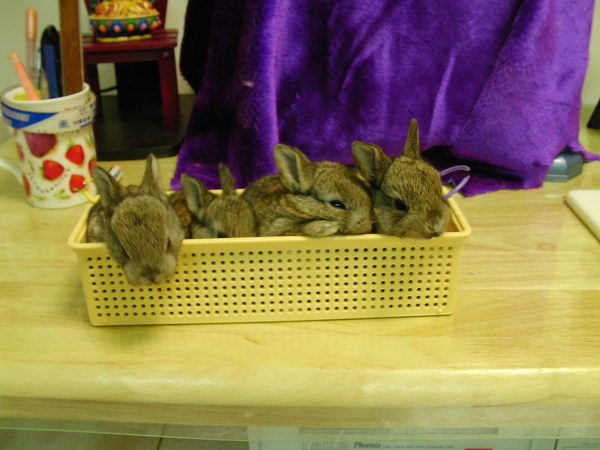 這四隻都是土褐色的迷你兔