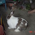 諾諾五歲多了 超乖  是荷蘭兔(Dutch)