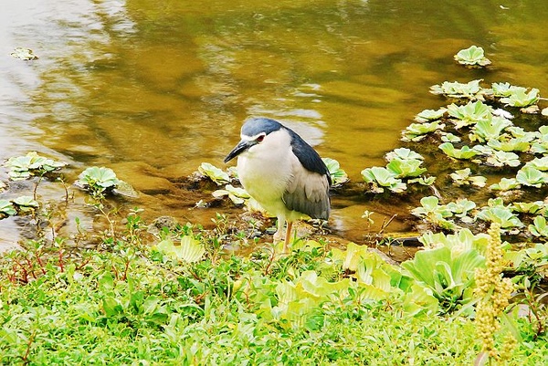 鳥鳥人系列