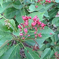 IMG_0076.JPG