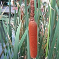 IMG_0081.JPG