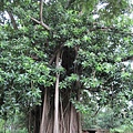 IMG_0121.JPG