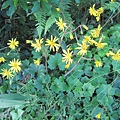 IMG_8727.JPG