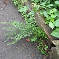 IMG_0018.JPG