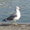 IMG_0447.JPG