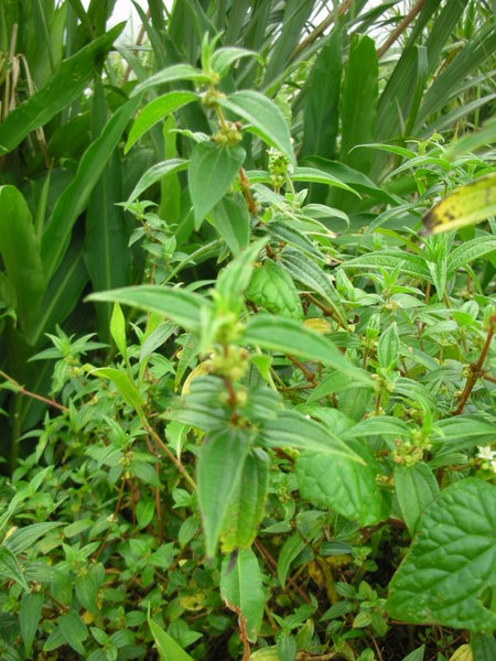 DSCN4794.JPG