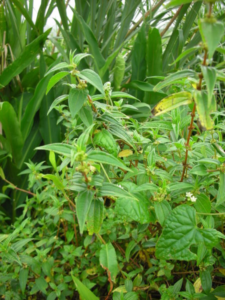 DSCN4795.JPG