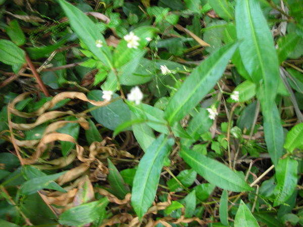 DSCN4849.JPG