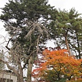 IMG_0502.JPG