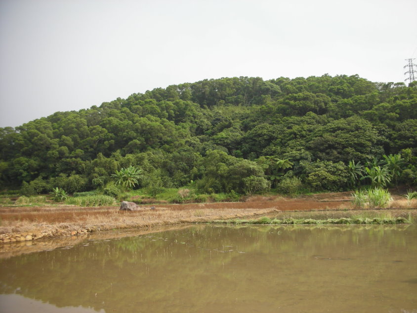 水田全景.JPG