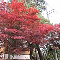 IMG_0518.JPG