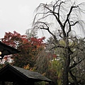 IMG_0511.JPG