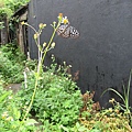 IMG_0053.JPG