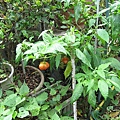 IMG_0105.JPG