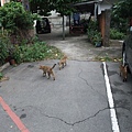 別人家外頭逛大街