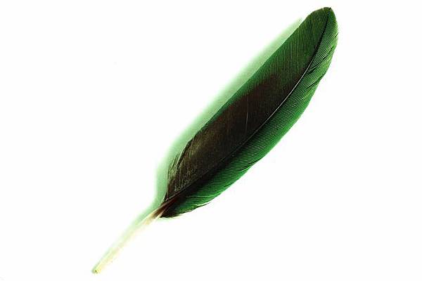 small-green-feather-1192936.jpg