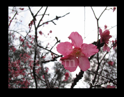 長洲櫻花