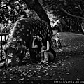 _______a-00697-bw拷貝.jpg