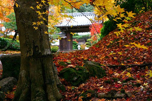 web-1-庭-SLD-南禪寺_2074.jpg