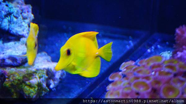 〔海水魚〕黃三角倒吊 Zebrasoma flavescen