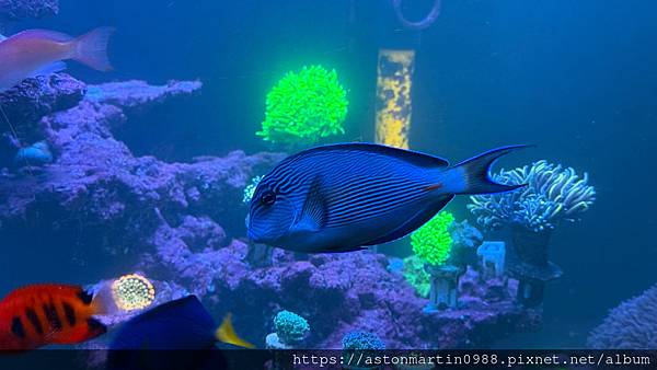 〔海水魚〕紅海騎士倒吊-Acanthurus sohal
