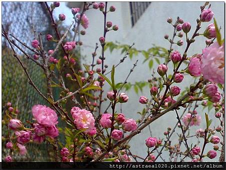 重瓣桃花