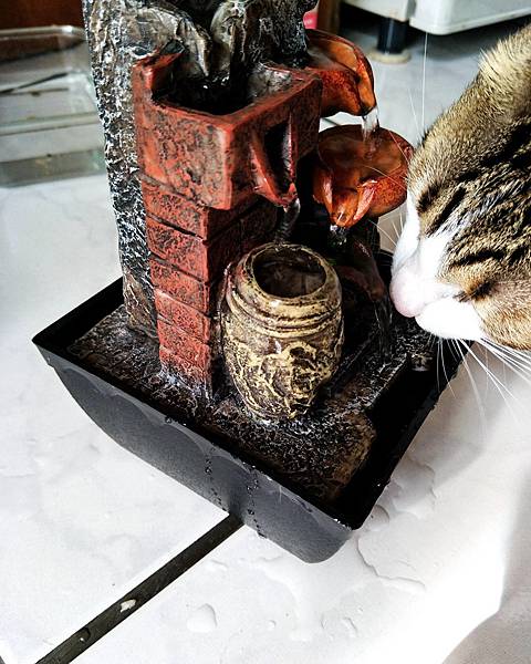 貓咪噴泉