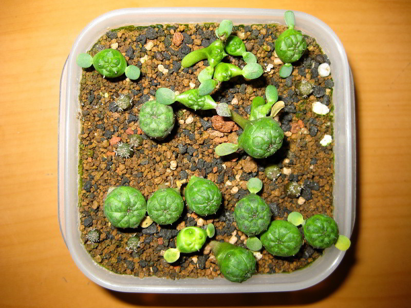 E. Obesa seedlings