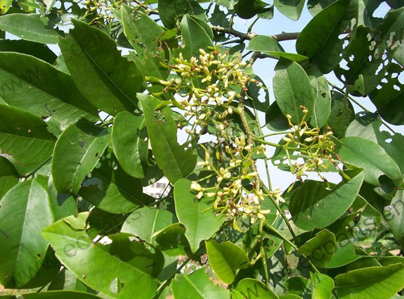 Rosewood 花梨木 飛鳥風の浮浪ジャーニー 痞客邦