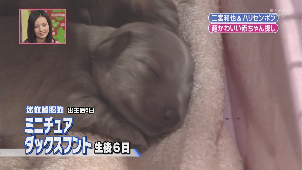 11 01 22 天才 志村どうぶつ園 阿蘇卡的日本再發現 痞客邦 11 01 22 天才 志村どうぶつ園 阿蘇卡的日本再發現 痞客邦