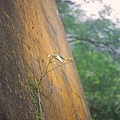 橋墩上的小草