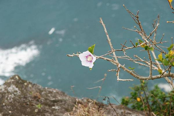 崖上開花1