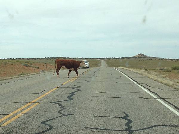 過馬路的牛