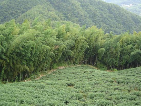 鹿林山-茶園