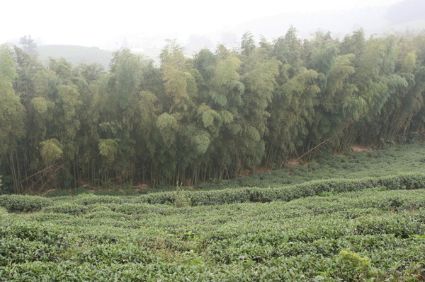 茶園1&amp;竹林