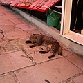 土產店旁邊睡覺的貓