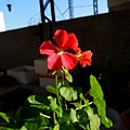 2011-12-15-天竺葵開花了-紅花.JPG