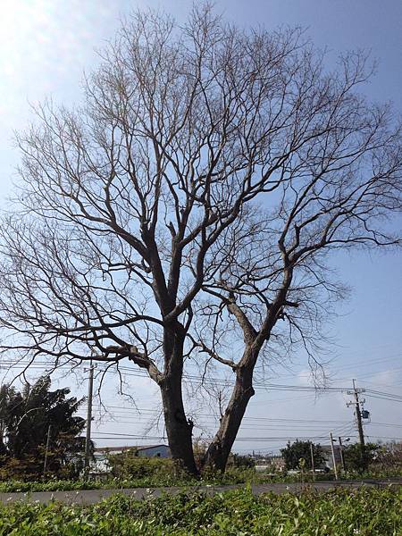 双幹樹型