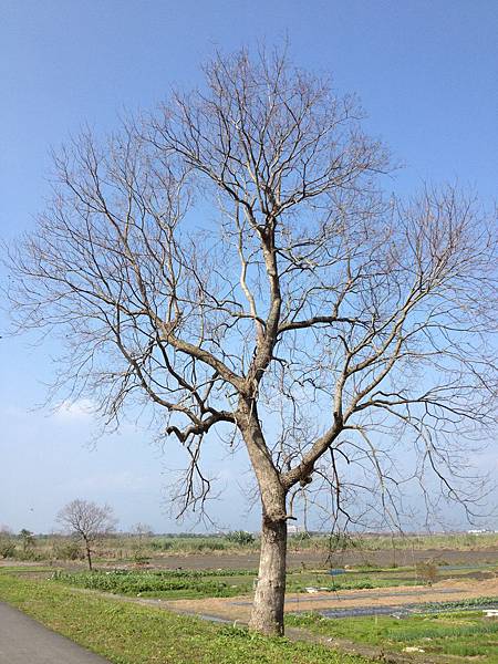 單幹樹型